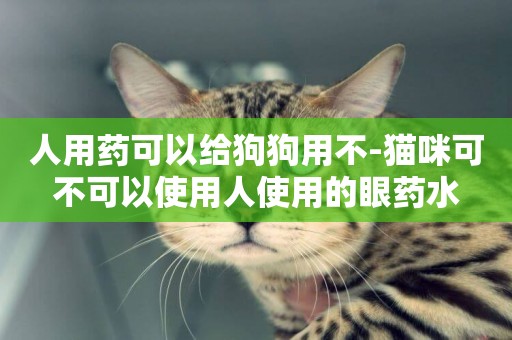 人用药可以给狗狗用不-猫咪可不可以使用人使用的眼药水